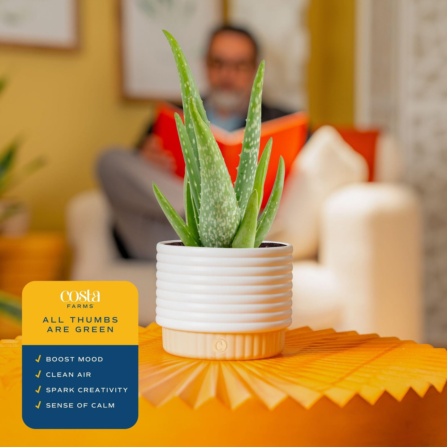 Costa Farms Aloe Vera Live Plant in Decorative Pot, Easy to Maintain, Air Purifying Succulent Indoor Houseplant, Home, Room, or Office Decor, House Warming or Birthday Gift, 12-18 Inches Tall