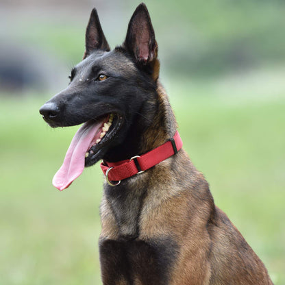 Hyhug Durable Nylon Anti - Escape Martingale Dog Collar for Puppy Boy and Girl Dogs - Walking Training Daily Use. (Small, Red)