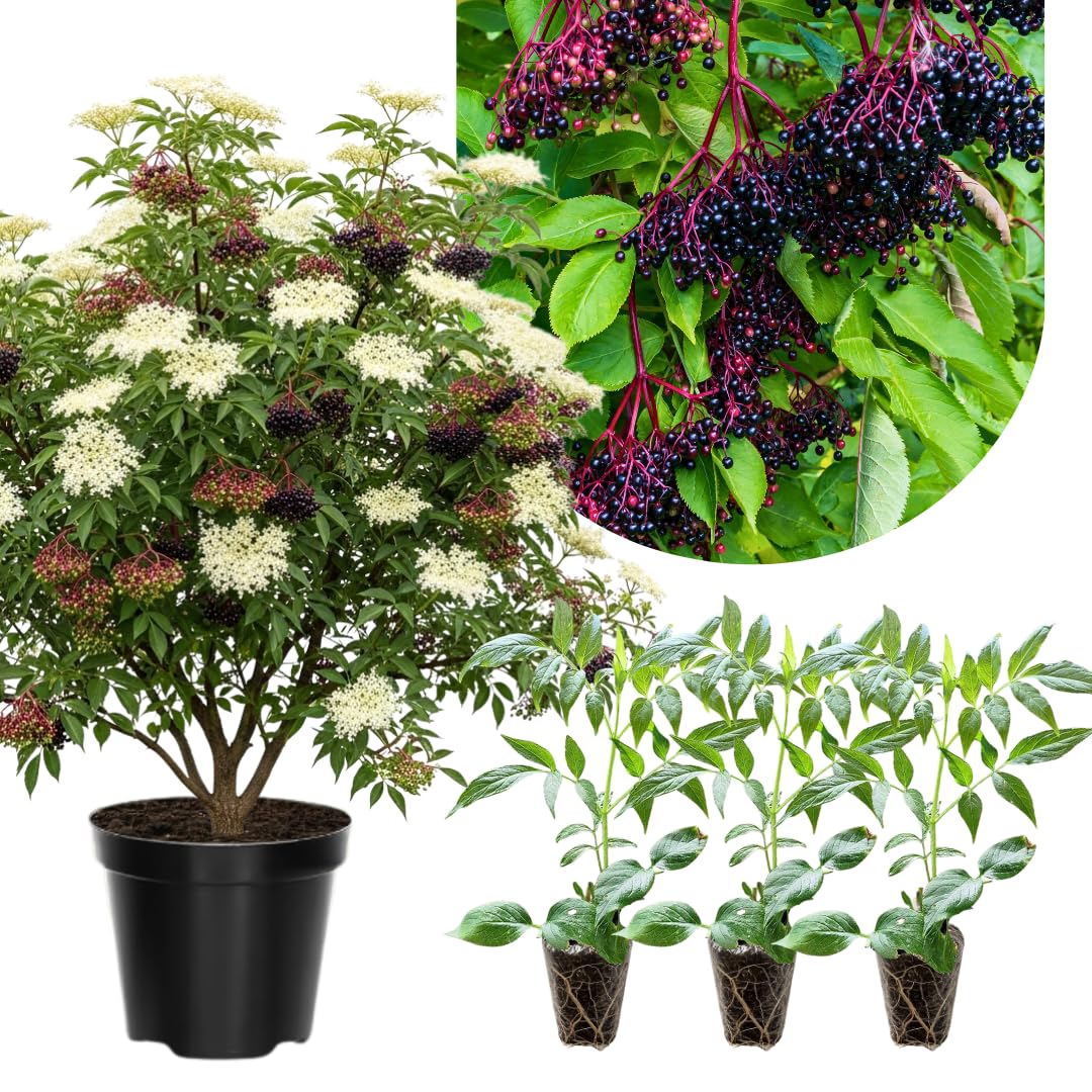 3 Black Elderberry Plants Live, 6-12 Inch Tall, American Elderberry Bush Live Plant, Sweet Elderberries Fruit