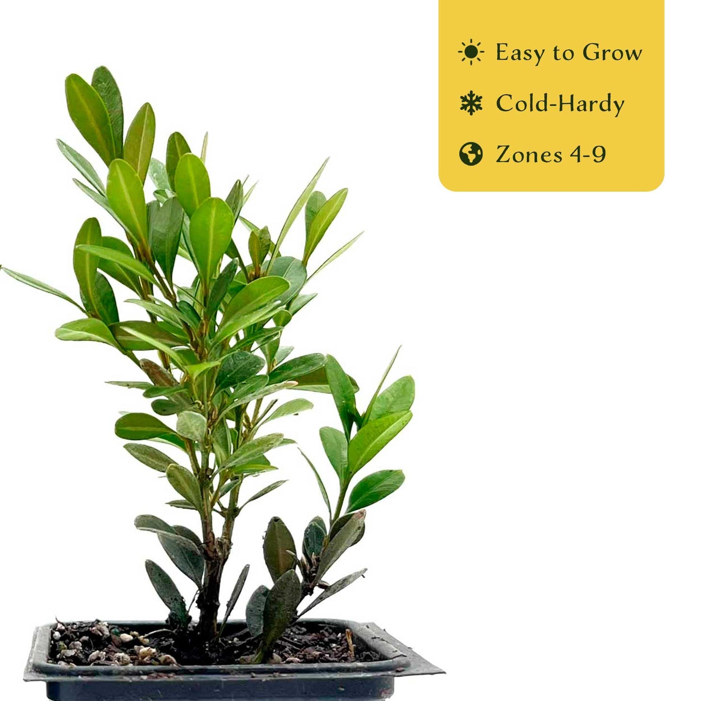 2 Green Gem Boxwood – Compact Rounded Evergreen Shrub for Low Hedges, Borders & Container Planting (Buxus sempervirens ‘Green Gem’) in 3.5″ Cubes, Live Plants