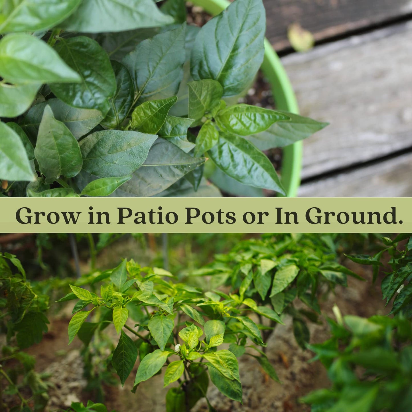 Clovers Garden Jalapeno Megatron Pepper Plants– Two (2) Live Plants – Non-GMO - Not Seeds - Each 4" to 8" Tall – in 4" Inch Pots – Mild Heat, Jumbo Fruit