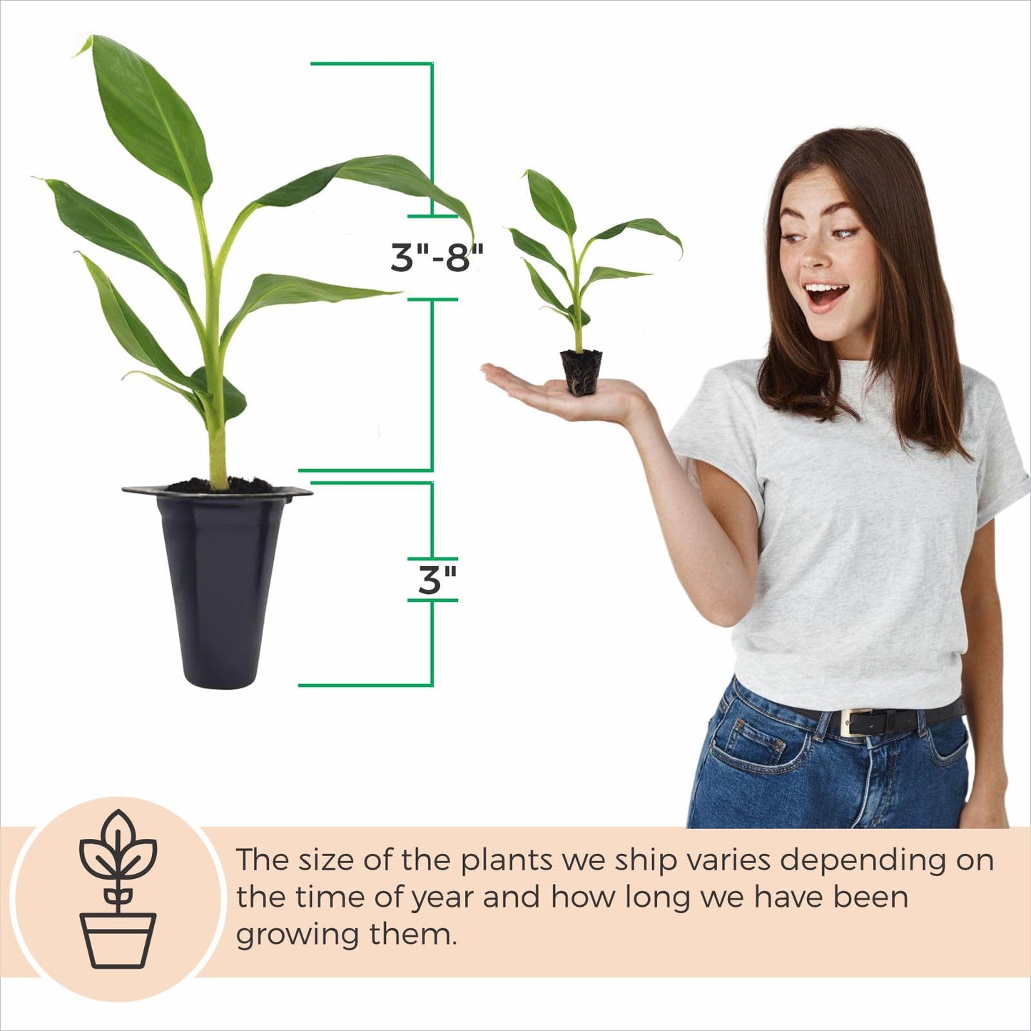 Banana Basjoo Plants (4 Pack) – Live Cold Hardy Banana Plants for Planting, Fast-Growing Ornamental Musa for Garden or Pots, Tropical Foliage, Thrives in Zones 5–11