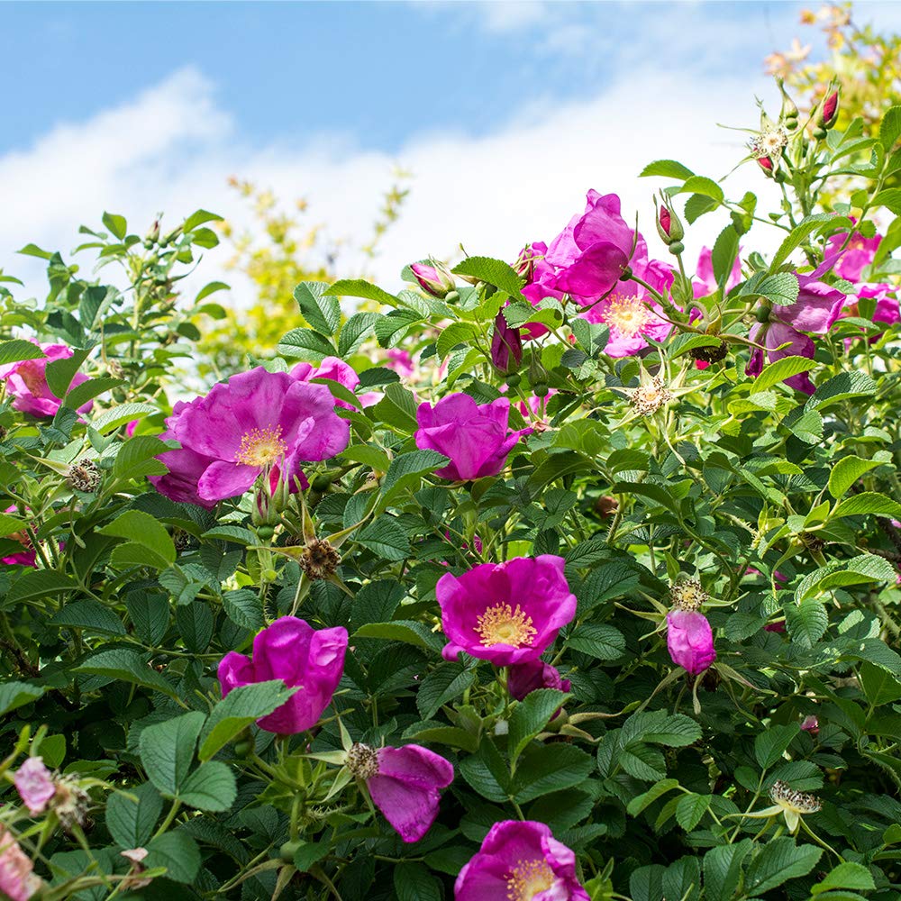 Heirloom Roses Rose Plant - Raspberry Rugostar® Pink Rose Bush, Rugosa Live Plant for Planting Outdoors