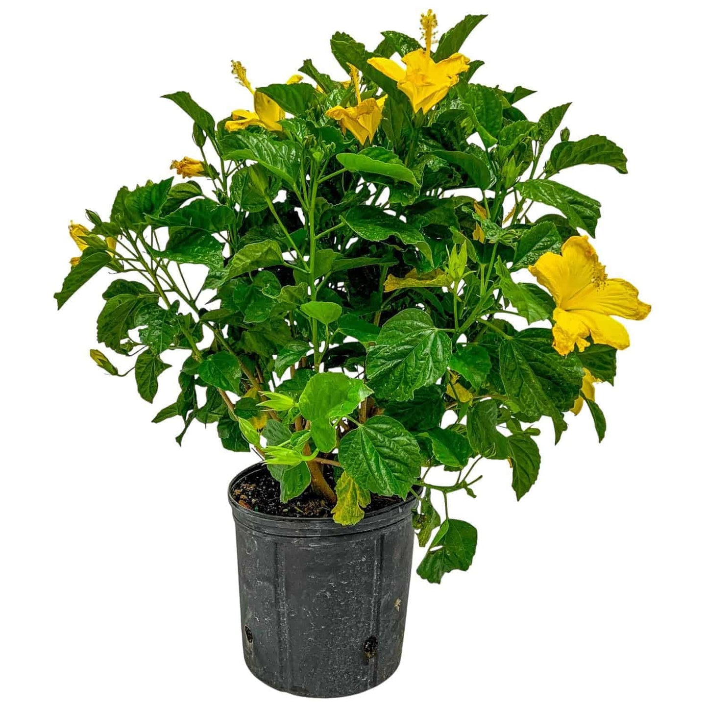 Hibiscus Live Plant - Yellow Hibiscus Bush - Flowering Plants - Yellow Ft. Myers - Overall Height 26" to 28" - (Plant Only)