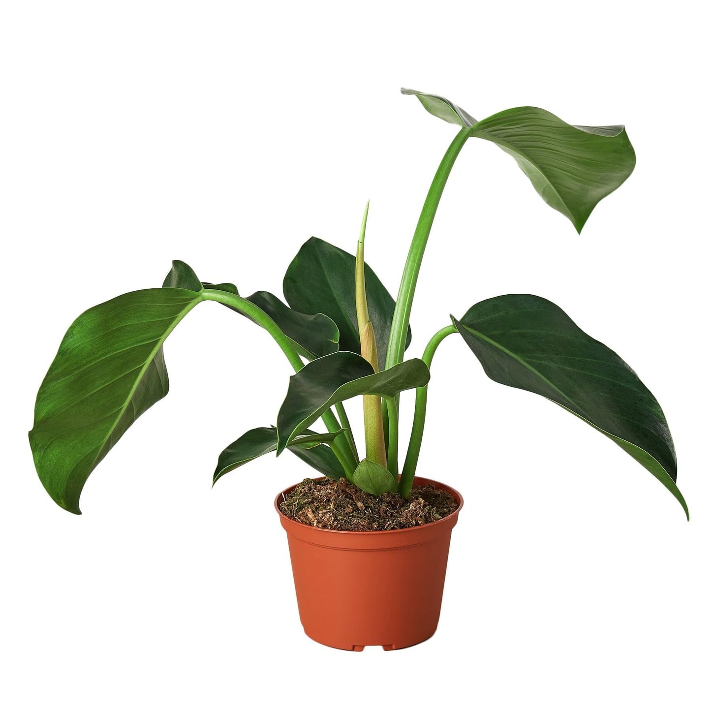 Philodendron 'Congo Green' | Live Plant for Indoor & Outdoor | for Living Room, Office, Bathroom | (4" Pot)