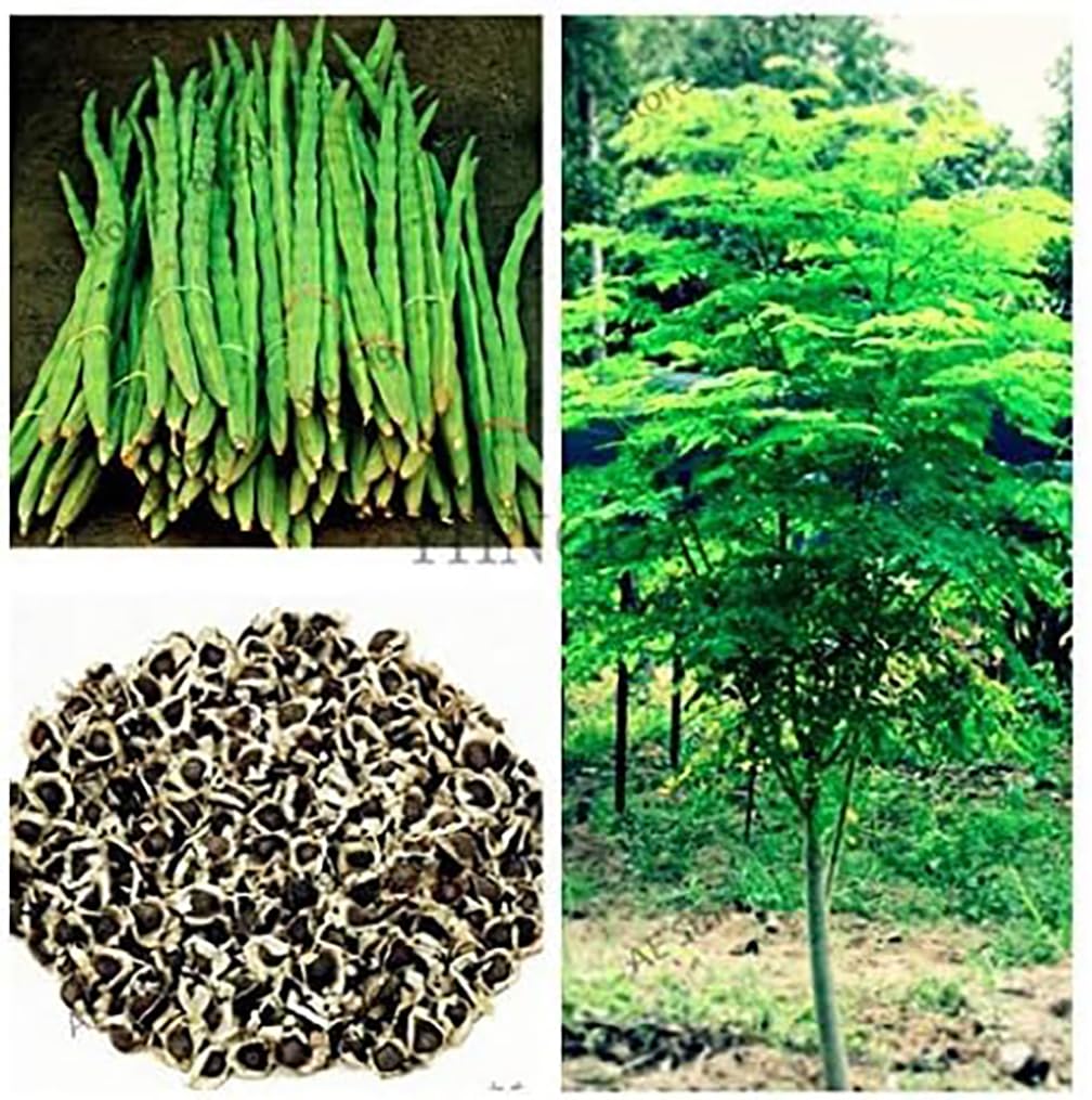 25 Seeds of The Tree of Life - The Moringa Tree - Superfood, Easy to Grow, Fast Growing Tree with Edible Leaves, Stems, Seeds - Marde Ross & Company…