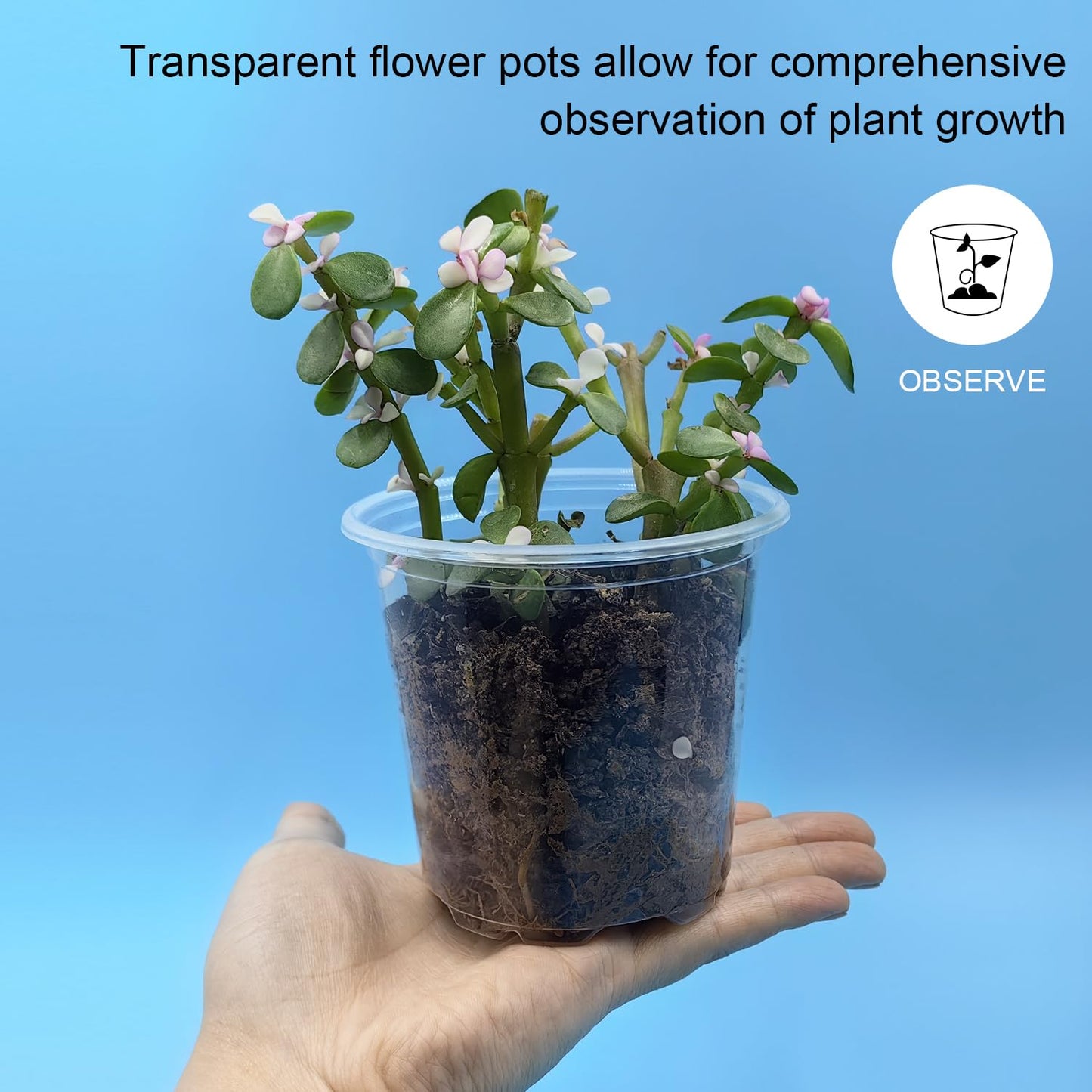 RooTrimmer 4" Clear Seeding Pots 50-Pack Round for Seeds Starting, Seeds Germination Transparent Nursery Pots with Drainage Holes (4Inch,Clear,50Pcs)