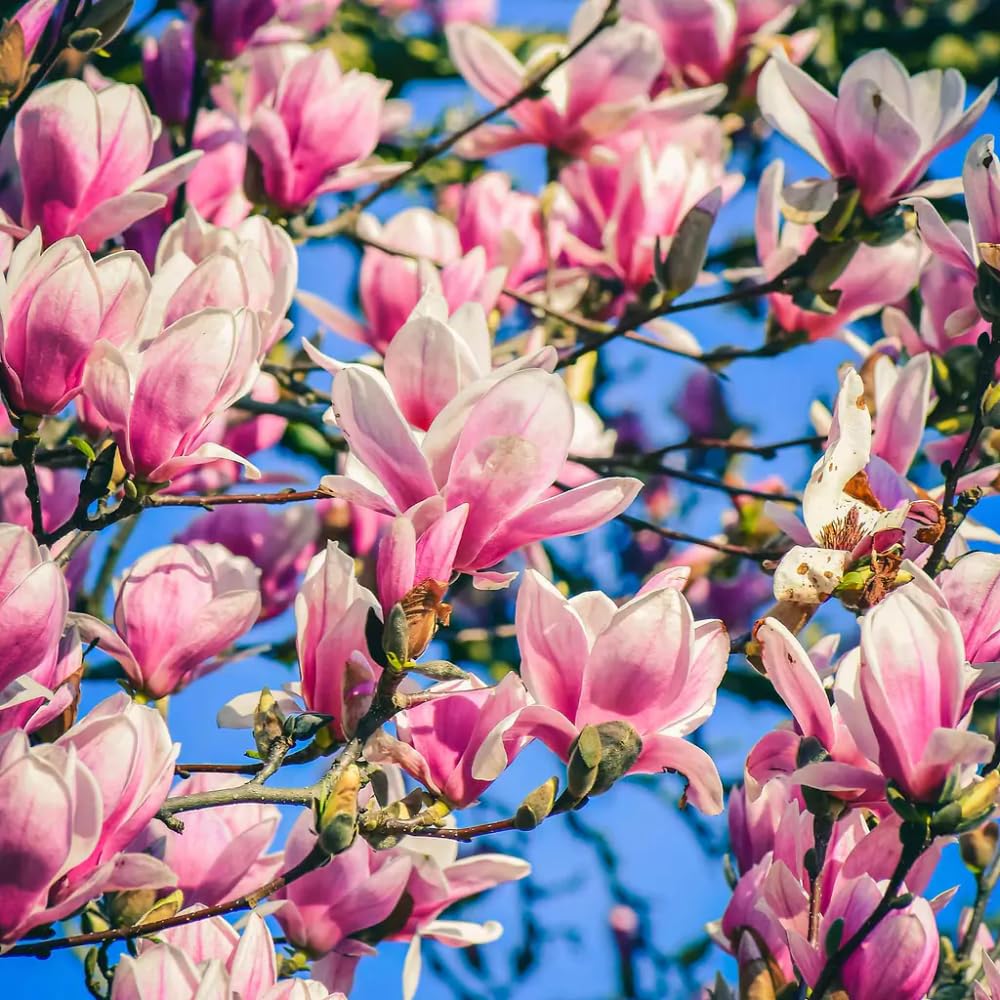 Jane Magnolia Plant Live, 6-12 Inch Tall, Magnolia Tree in 2.5” Pot, Flowering Ornamental Tree