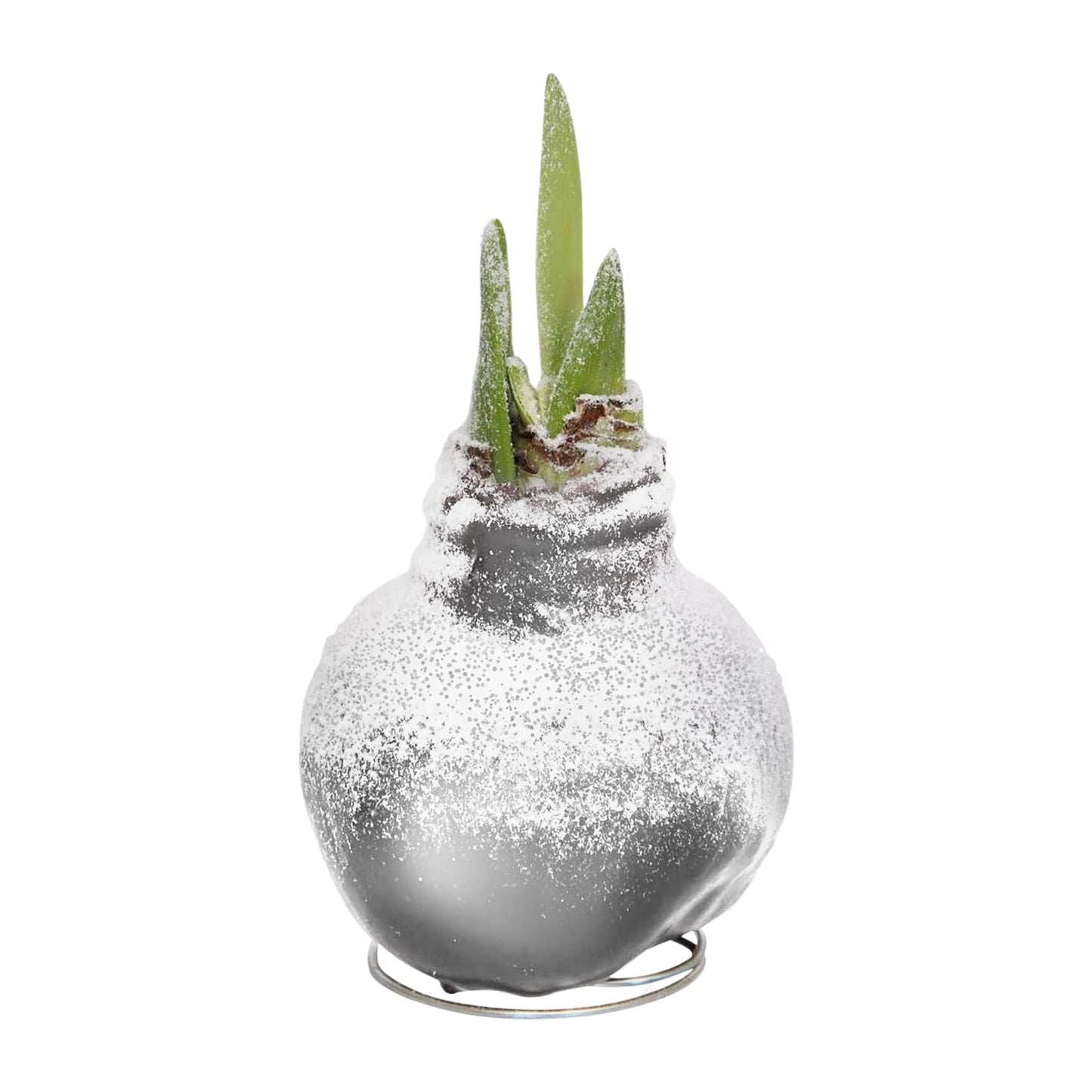 Snow Flecked Waxed Amaryllis Bulb – Silver Wax with Red Blooms – Live Holiday Gift Plant, Easy Care, No Watering Needed
