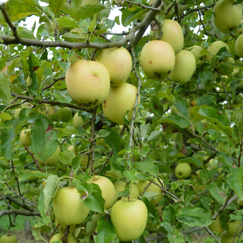 Golden Delicious Apple Trees Live Plants, Apple Tree, Well Rooted, 3 Feet, 3 Gallon Pot, Sweet Fruit Tree for Edible Garden, No Ship to CA