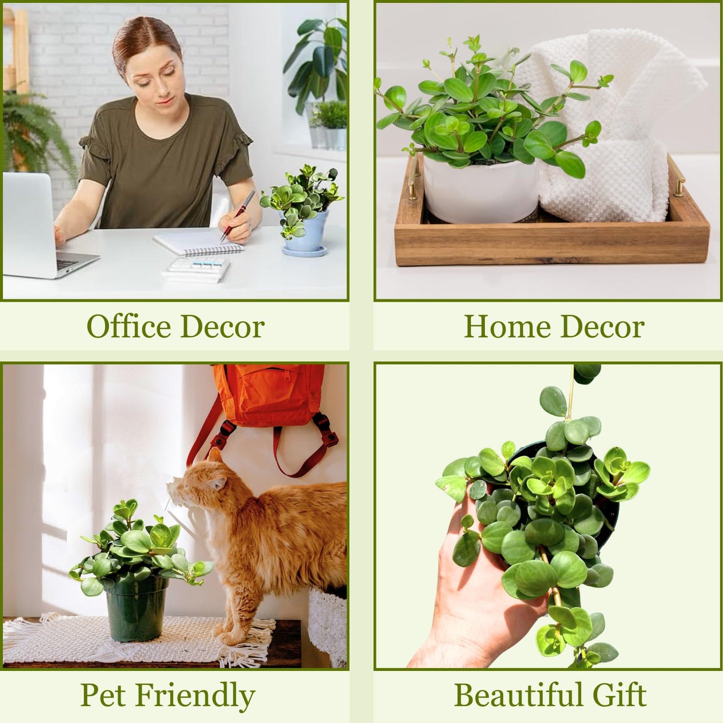 Peperomia Live Plant in 4" Pot - Peperomia Hope Live Plant - Natural Air Purifier Indoor HousePlant - Live Plants for Home Office Wedding Decor & Birthday Gift (Heat Pack Included)