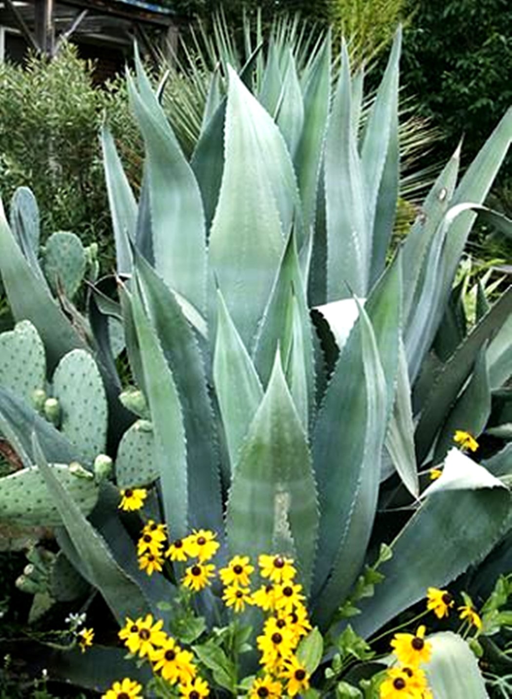 Agave Americana - Blue Agave - 2 Plants in Big Size