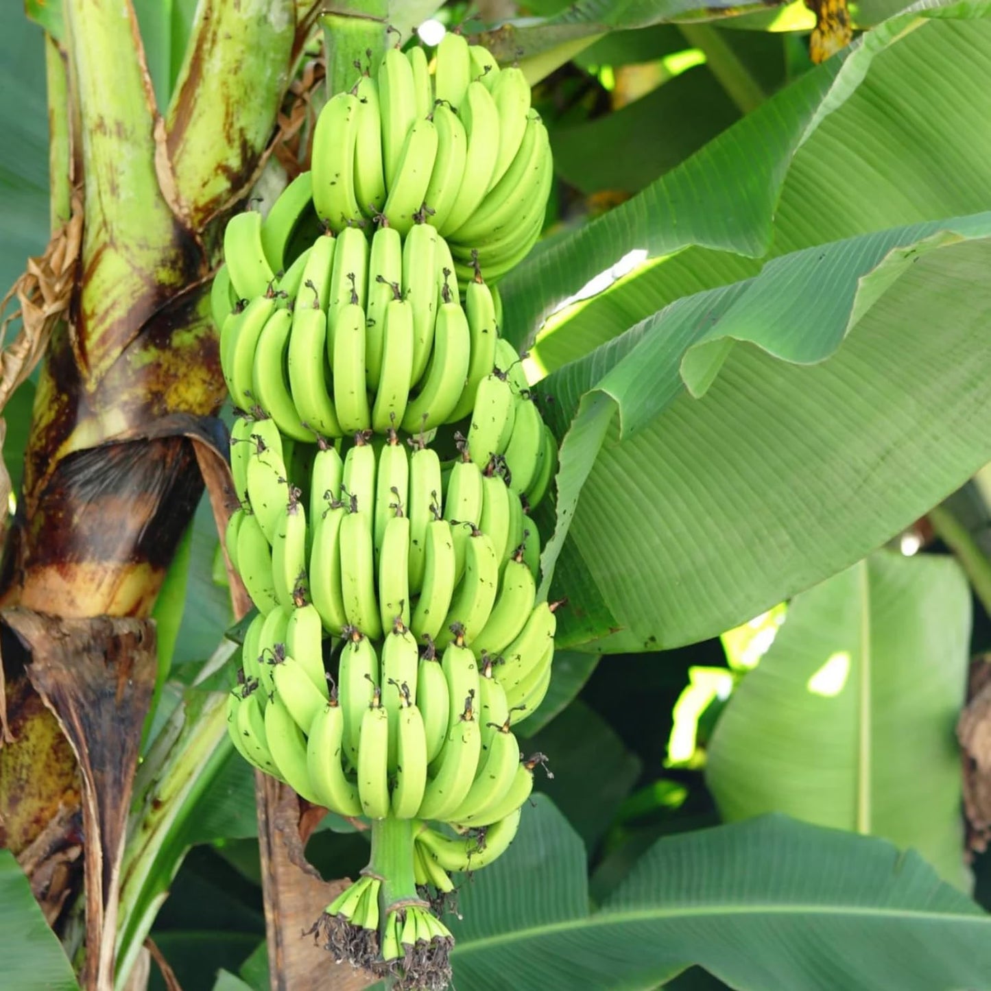 Grand Nain Banana Tree Live Plant, Well Rooted 4-8" Tall, Cold Hardy Tropical Banana Plant Live Well Rooted, Live Banana Fruit