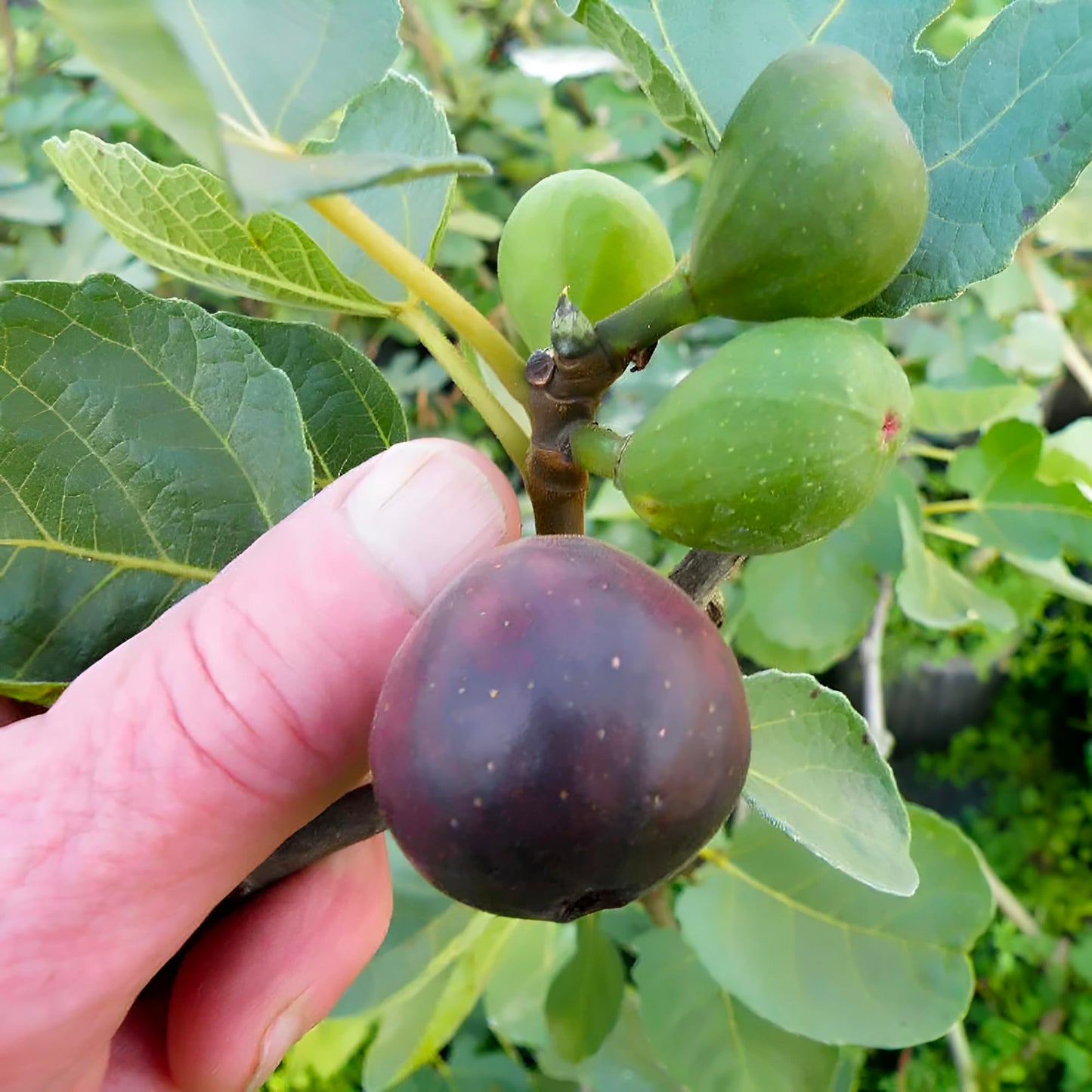 Chicago Cold Hardy Fig Tree Live Plant – Fast Growing, Cold Hardy Fruit Tree for Outdoor Planting – Chicago Cold Hardy Fig for Home Garden, Patio & Orchard (1 Gallon/Potted/Single Plant)