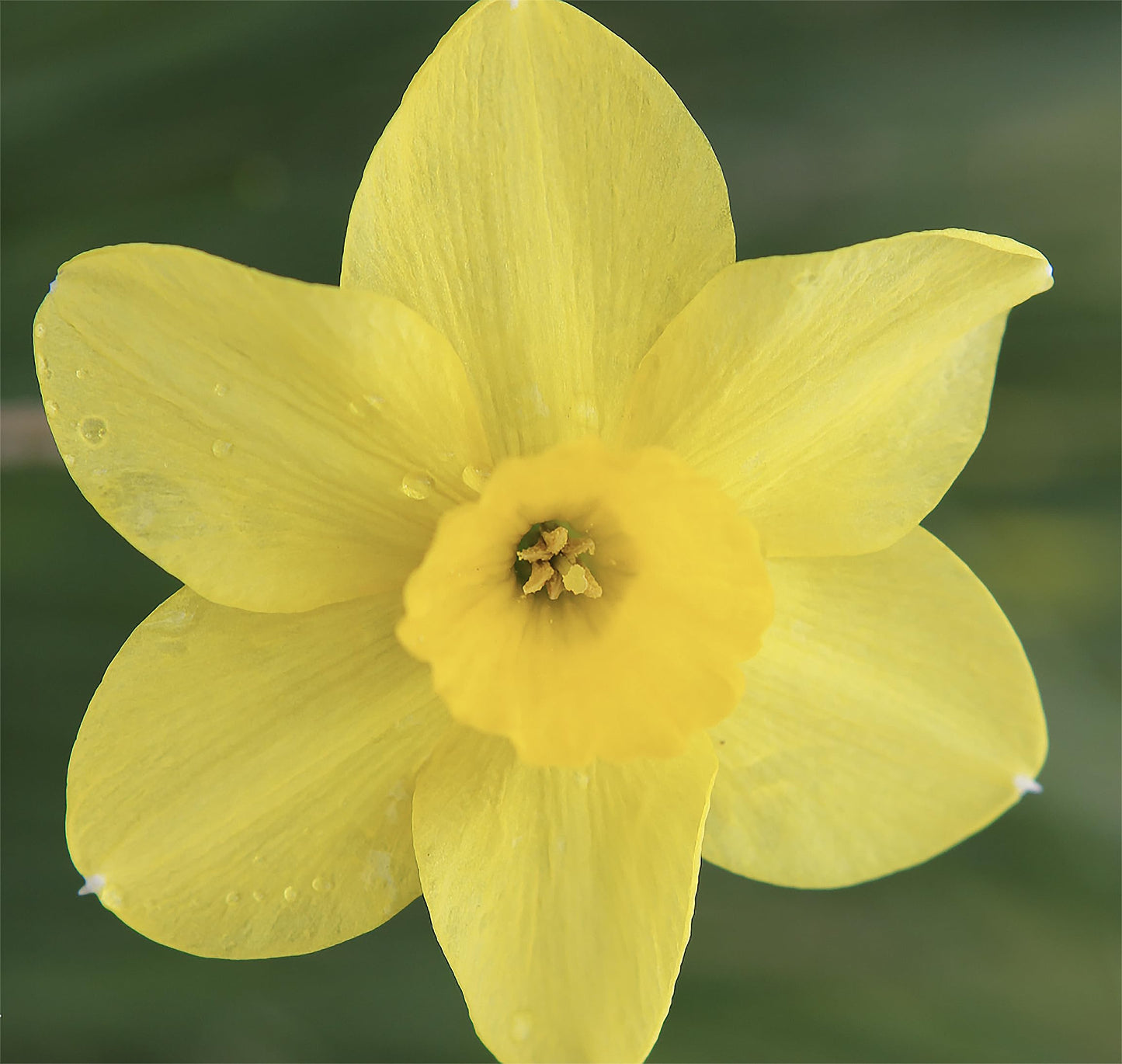 10 Tete a Tete Narcissus Bulbs - Top Size Daffodil Bulbs