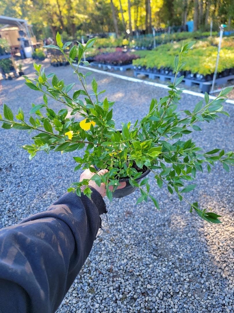 Live Plant - Radicans Dwarf Creeping Gardenia - Live Plant - (2.5 Qt)