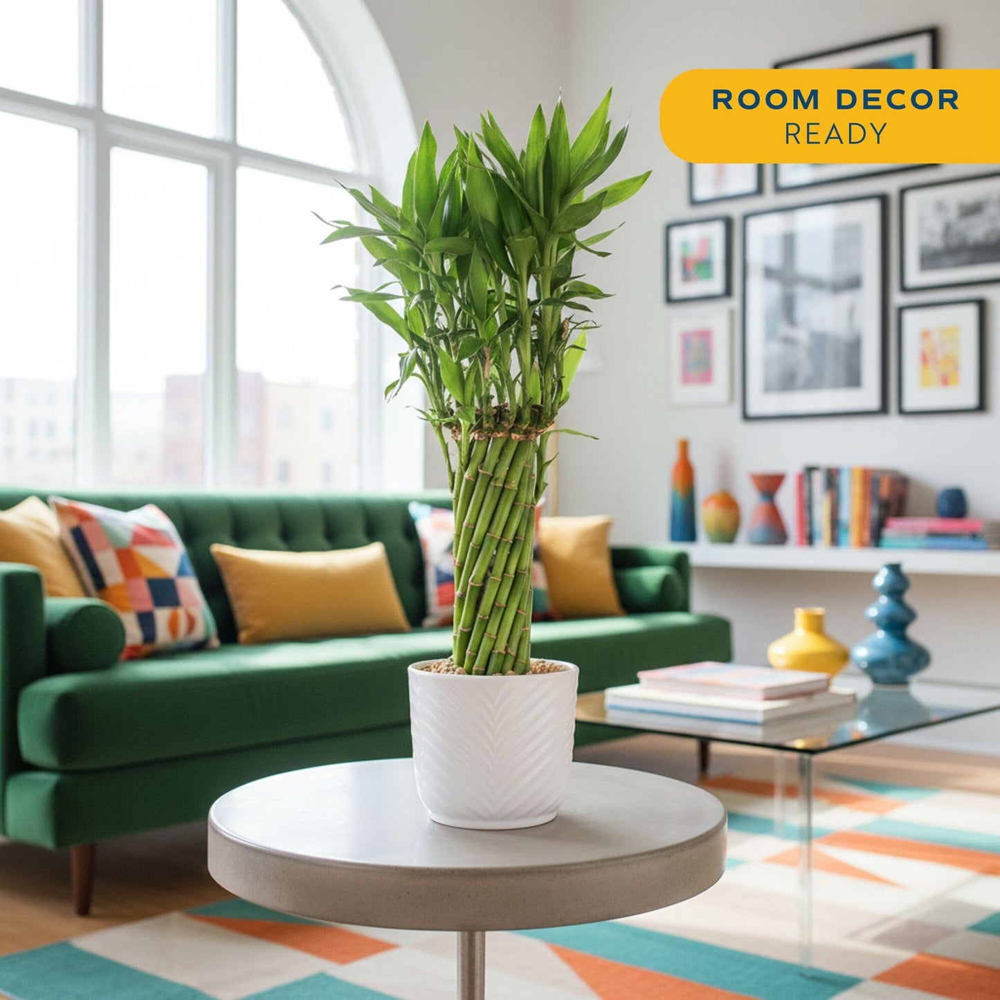Costa Farms Lucky Bamboo Live Plant in Decorative Pot, Easy to Maintain Indoor Houseplant, Perfect for Home, Room, or Office Decor, Great House Warming or Birthday Gift, 12-15 Inches Tall