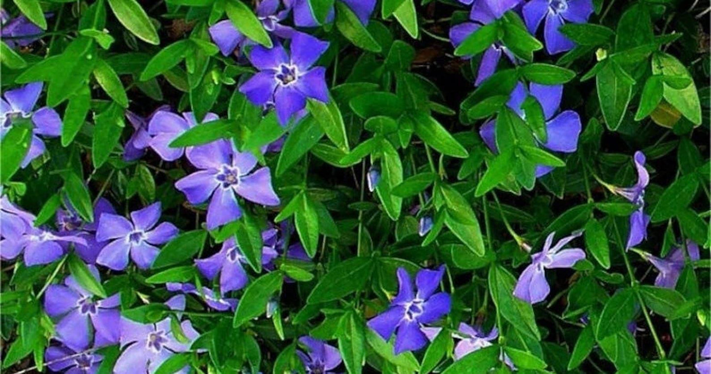 50 Plants Vinca Minor Ground Cover Plants Periwinkle Vinca - Hardy Groundcover Creeping Periwinkle Plants Live not Seeds