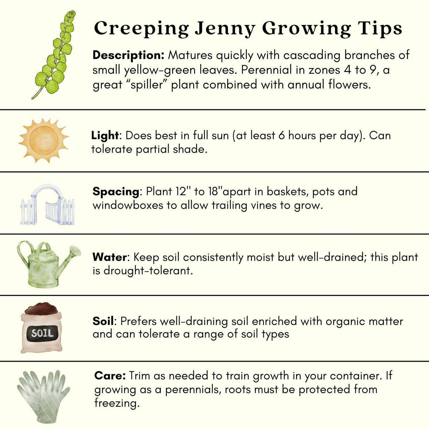 Clovers Garden Creeping Jenny Goldi Plants Two (2) Live Plants – Non-GMO - Not Seeds - Each 4" to 8" Tall – in 4" Inch Pots - Lysimachia, Perennial, Cascading