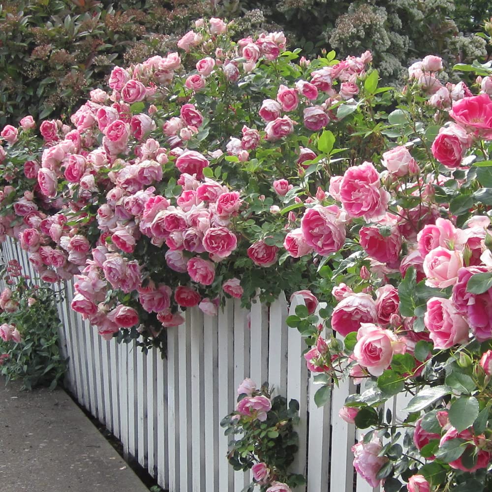 Heirloom Roses Rose Plant - Carefree Wonder™ Pink Rose Bush, Landscape Live Plant for Planting Outdoors