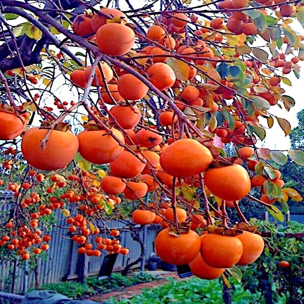 Mixrug 30+ Organic Fuyu Persimmon Seeds for Planting Outdoors,Diospyros Seeds Non-GMO Heirloom,Cold Hardy Fruit Tree Seed High Germination for Home Outdoor Garden
