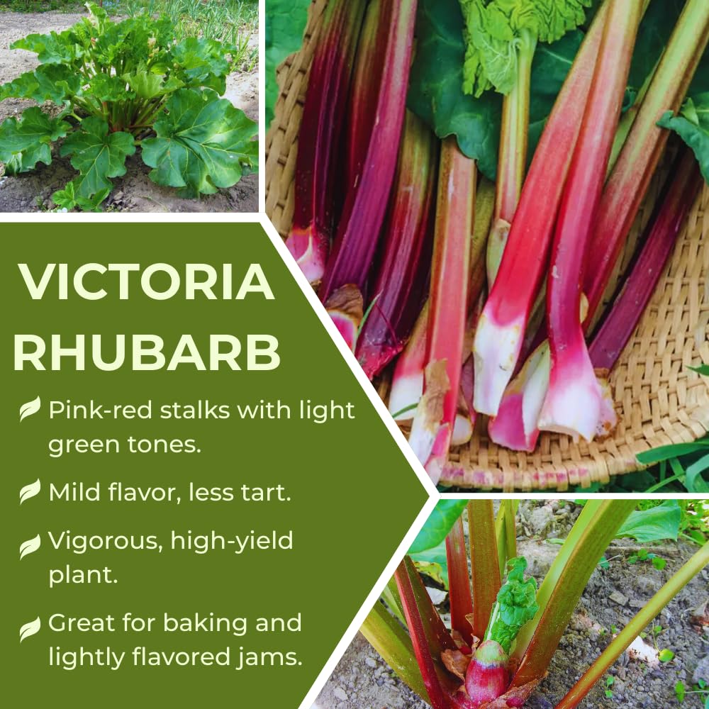 Common Rhubarb Plant Roots Live, 5 Large Rhubarb Plants Roots for Planting, Vegetable Plant for Gardening Indoor Outdoor