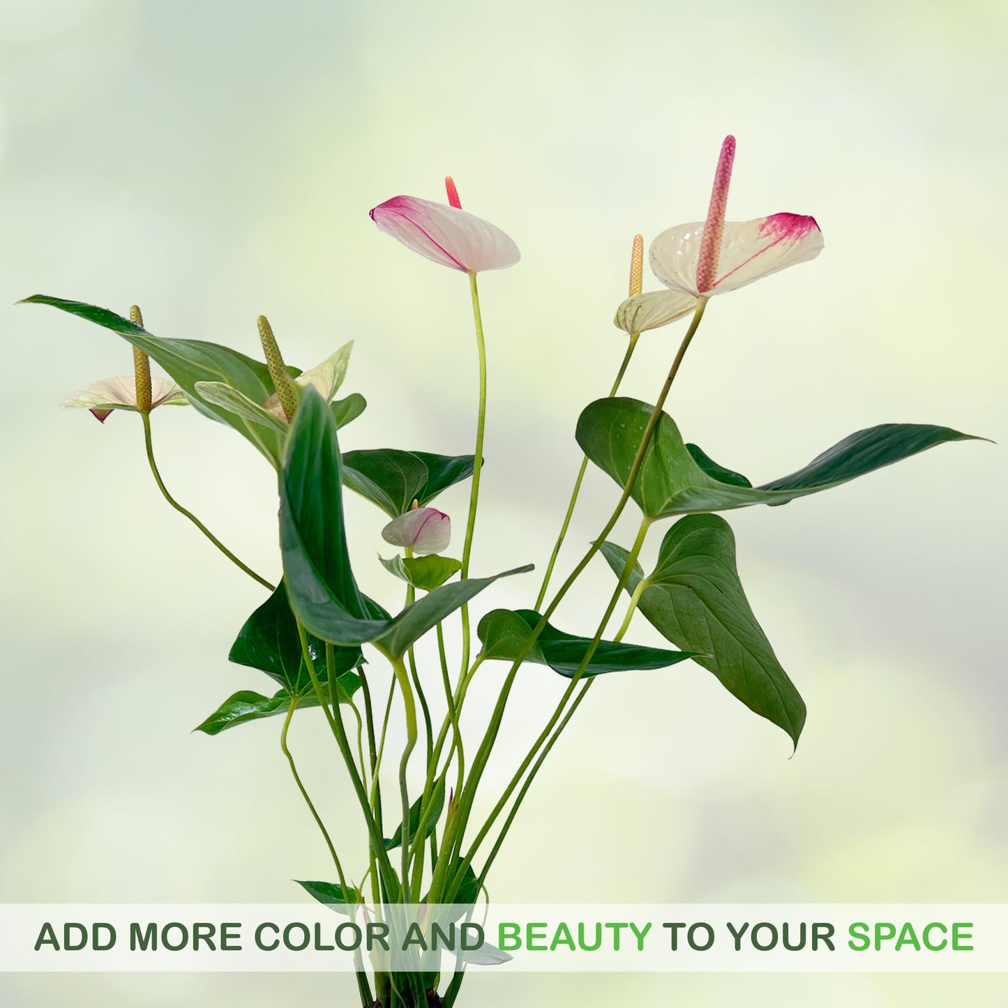 LEAL PLANTS ECUADOR Anthurium Andraeanum White Top Pink Live Plant (Pack of 2) Easy Care, Air-Purifying Indoor Plant for Wellness & Home Decor, Office Desk, Unique Sustainable Gift