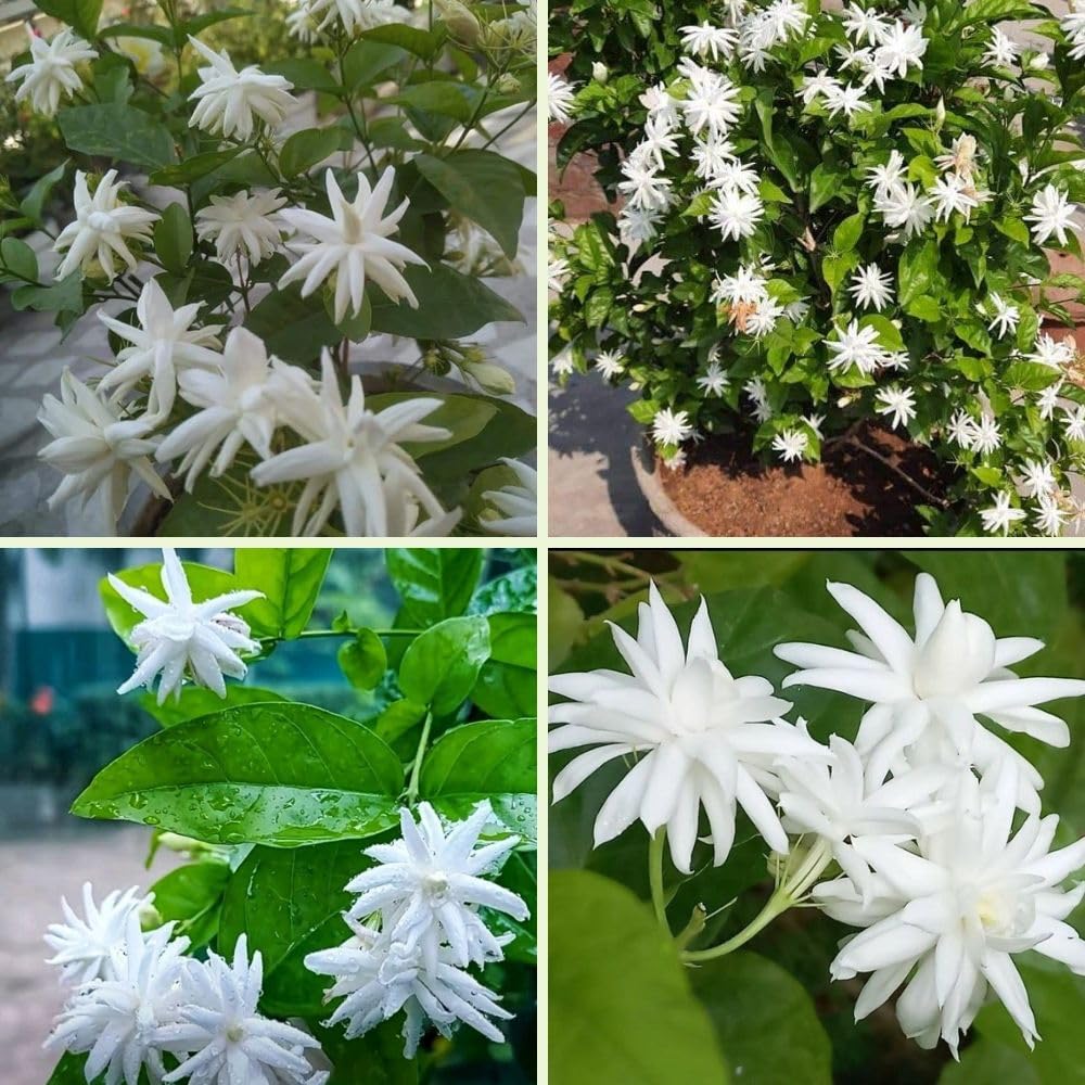 Live Jasmine Plant 2-3ft Tall in One Gallon Pot, Jasmine Sambac Plant Live, White Jasmines Flowers Shurb for Grow Indoor or Outdoor (Arabian Jasmine)