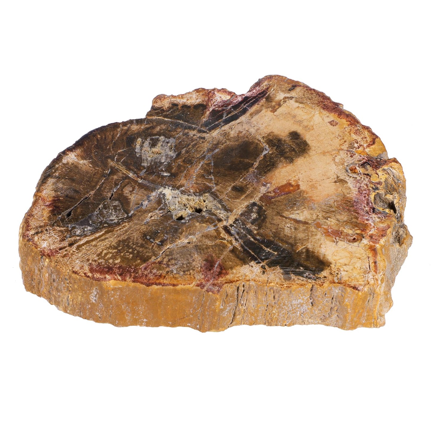 TUMBEELLUWA 5 Pcs Natural Petrified Wood Slabs Fossil Stone Slab for Boho Home Decor, Small Stone Coasters for Coffee Table Desk