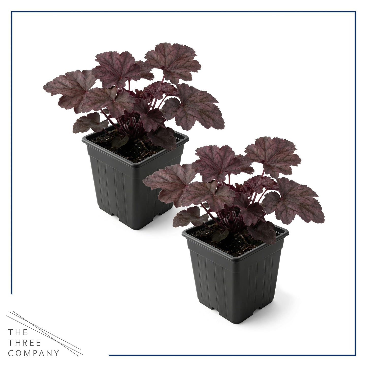 Live Heuchera Coral Bells 2-Pack – Palace Purple – Shade Perennial Foliage Plant, 10” Tall, 1 Qt Pot