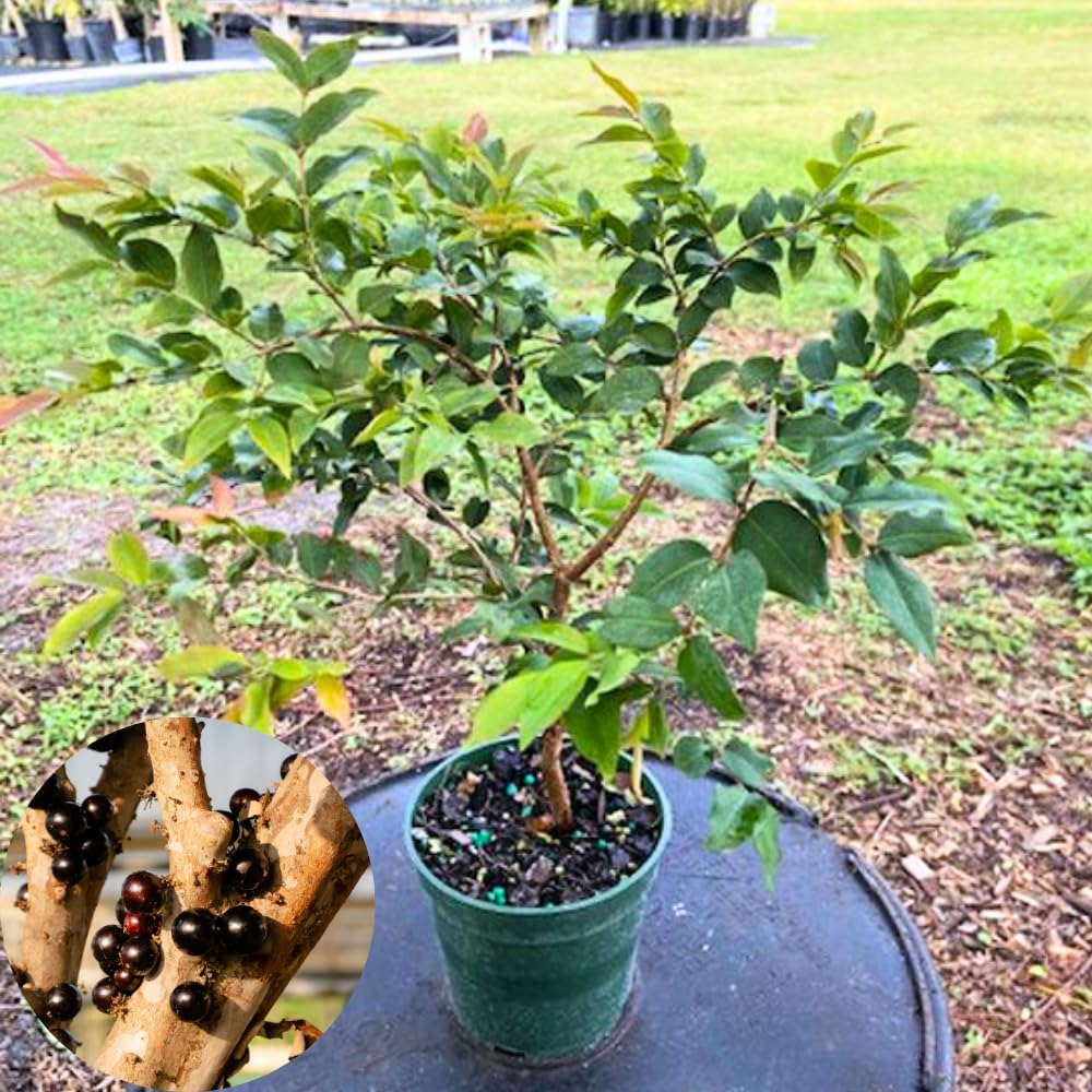 Jaboticaba Fruit Tree Live Plant, Large Size 1 Feet Tall, Jabuticaba Plant Live Great for Home Garden