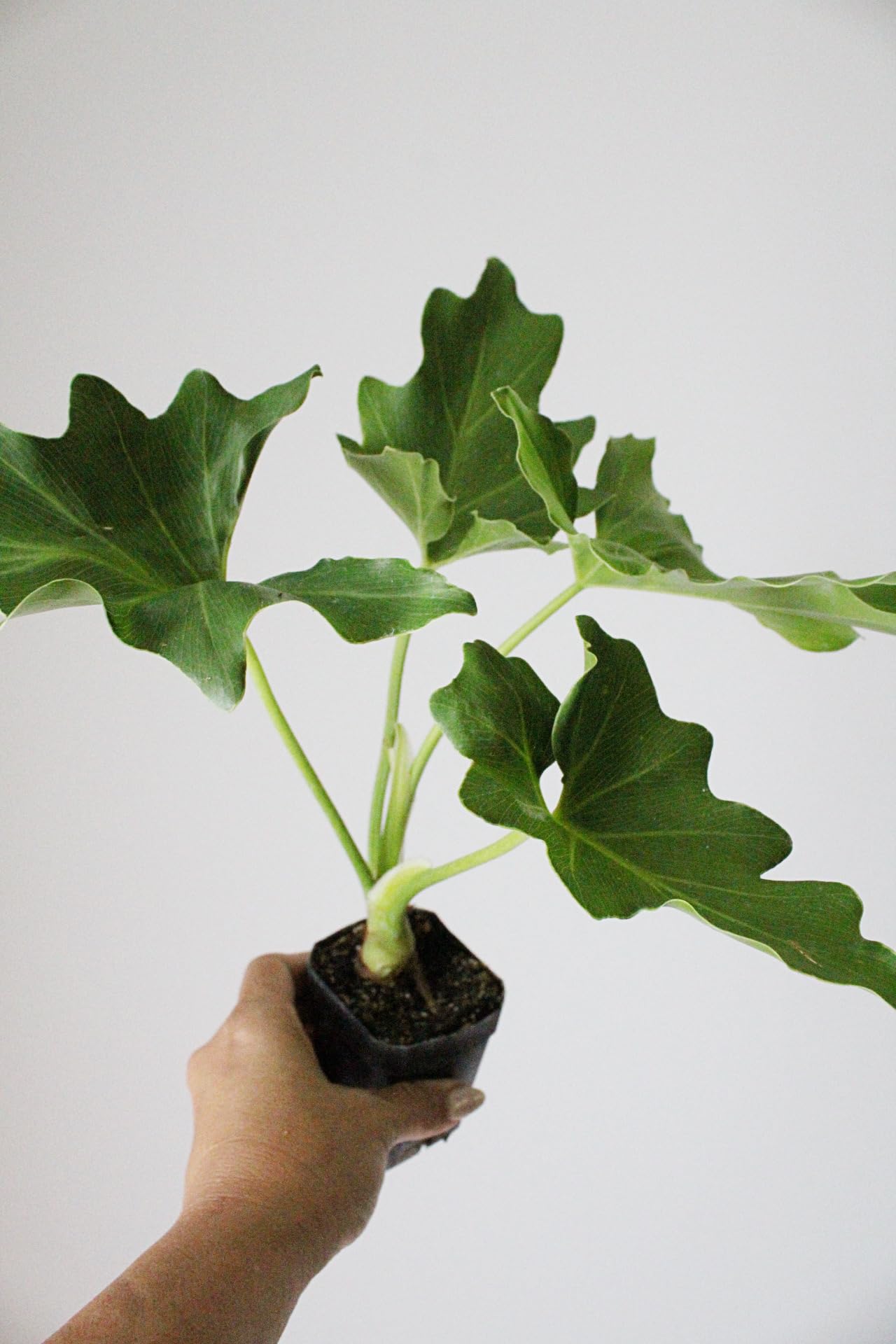 Mini Philodendron Selloum Hope Starter Live Plant Fairy Garden Tree Tropical Houseplant Gift Indoor Plant Low Maintenance Easy Care Plant