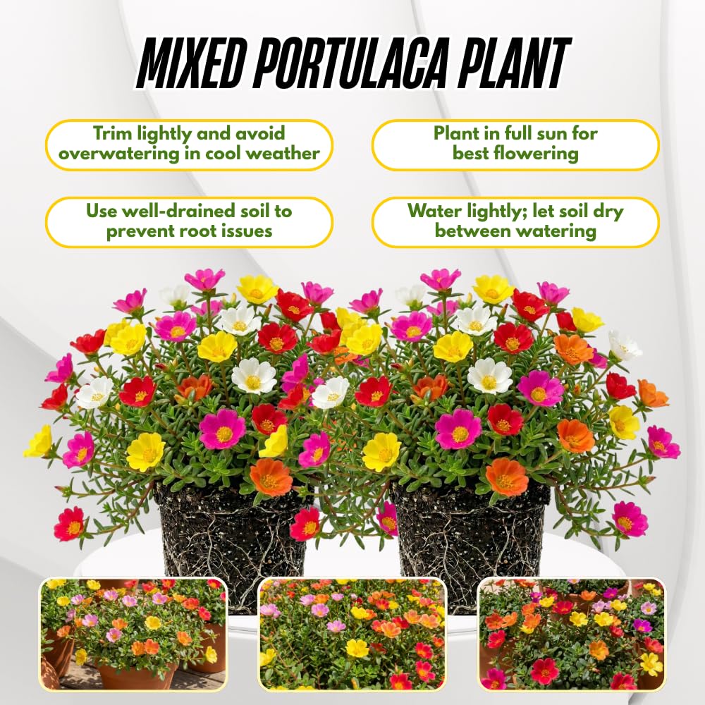 4 Assorted Portulaca Plants Live, Moss Rose Portulaca Plants, 4-7'' Tall, Flowering Groundcover Garden