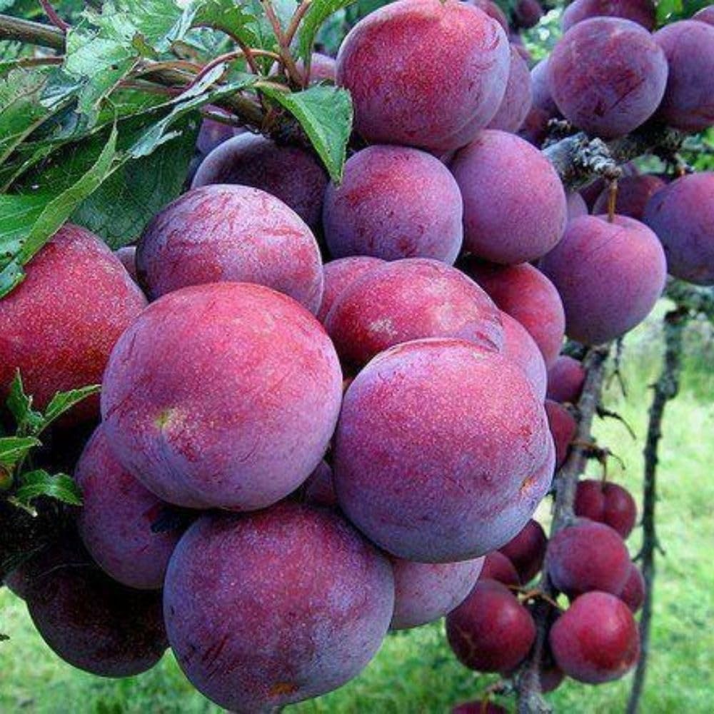Santa Rosa Plum Tree 2-3 Feet Tall, Red Plum Tree Plant Live in 3 Gallon Pot, Tropical Plums Grafted Trees for Planting Outdoor Garden, No Ship to CA