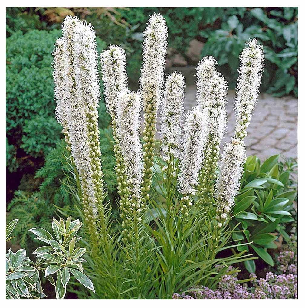White Liatris Spicata - 5 Bulbs, Blazing Star Plant, Elegant Perennial Liatris, Ideal for Garden Beds & Borders, Easy to Grow, Stunning Vertical White Flowers for Landscapes - Largest Size Corms