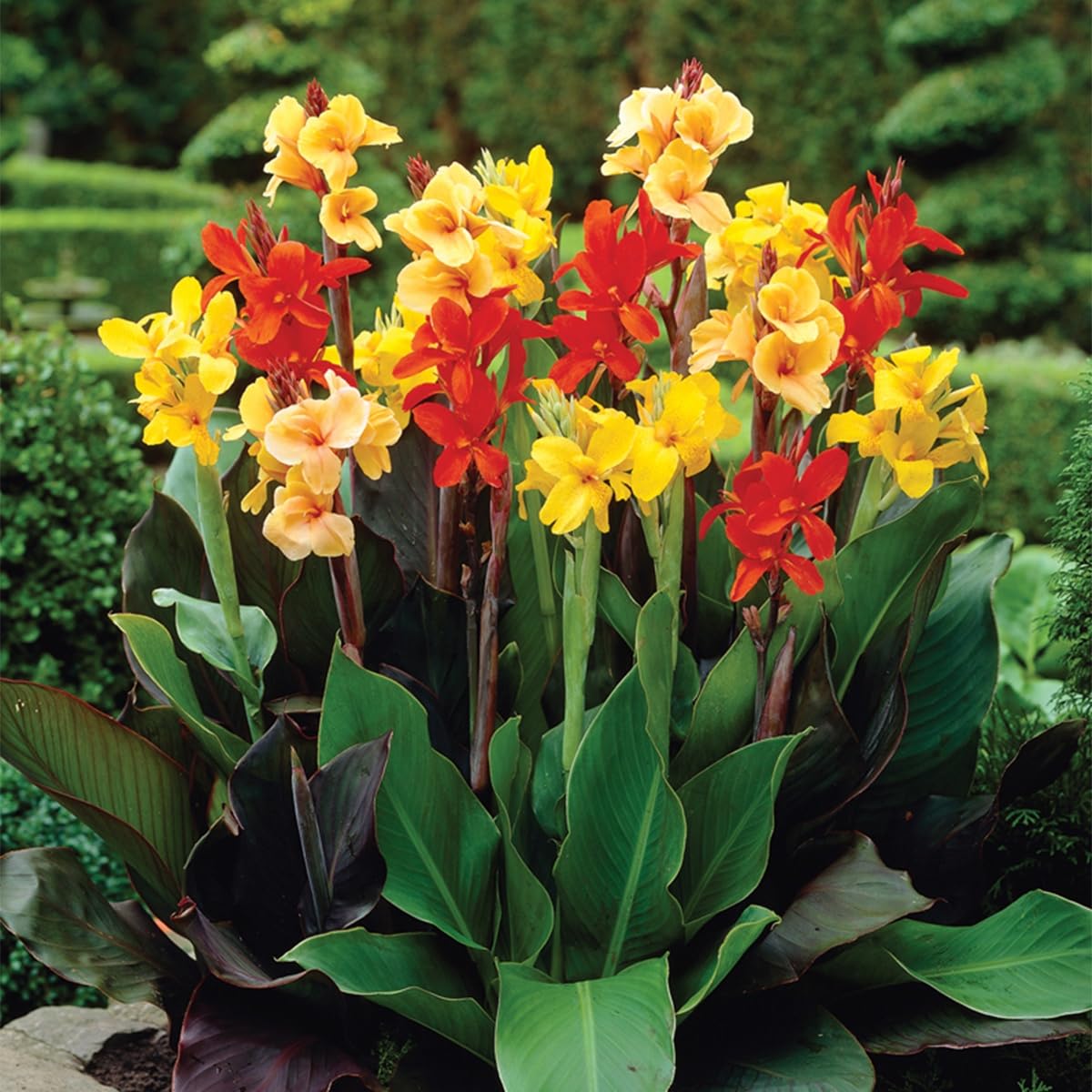 Van Zyverden Cannas Giant Tall Mixed Set of 3 Bulbs