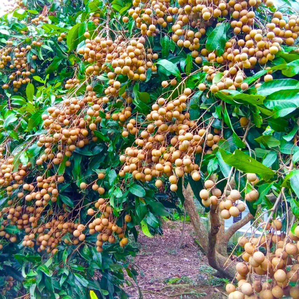 1 Year Old Longan Tree Live Plant, Well-Rooted for Zones 9-11, 8-10 Inches Tall in 4 Inch Pot, Tropical Fruit Tree for Indoor or Outdoor Growing