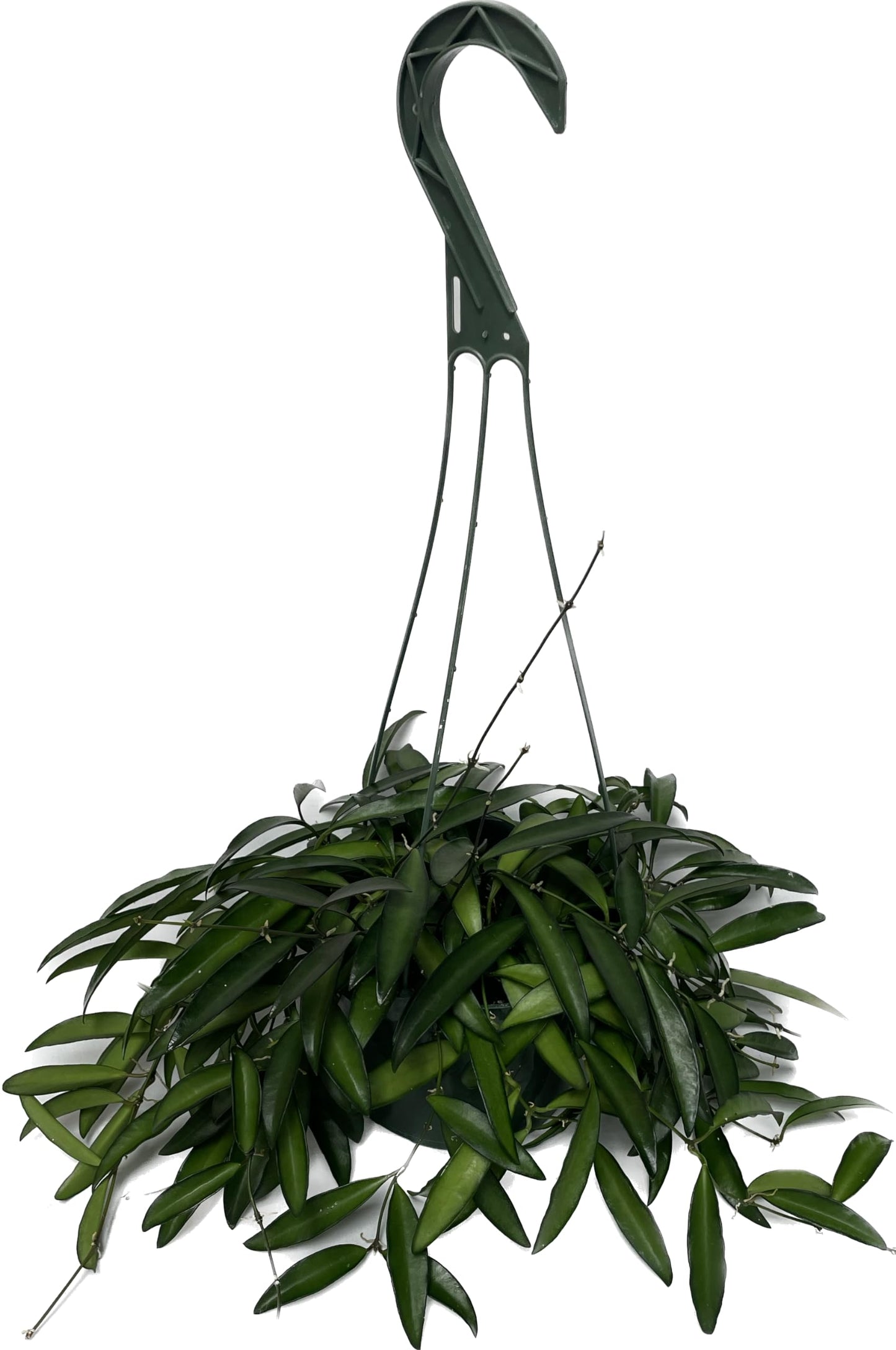 Hoya Wayetii Captivating Wax Plant - Air Purifing Live Plant - Hoya Plants Live Houseplants - Available in 2" Pot, 4" Pot and 6" Hanging Pot - Ships from CA (4" Pot, 2 Plants)