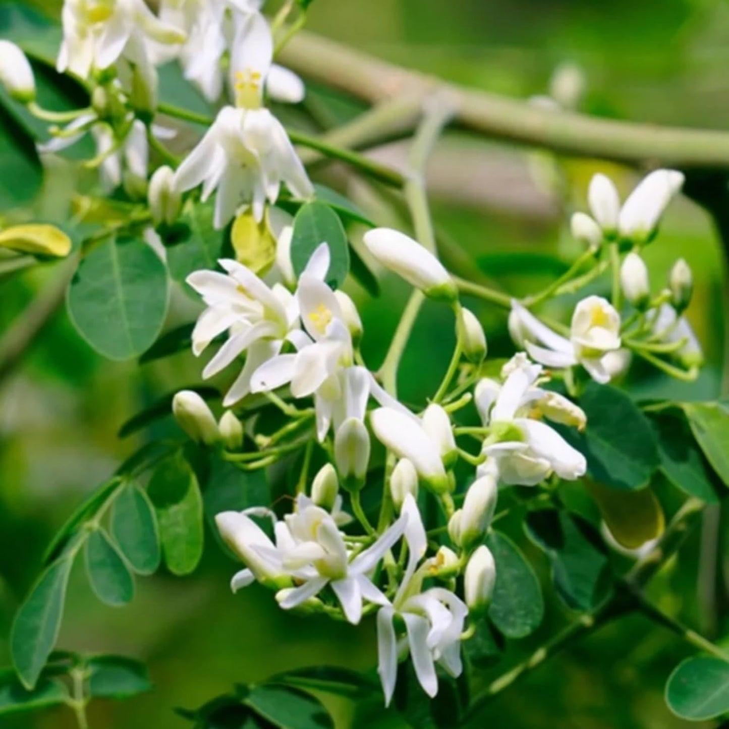 Moringa Plant Live in 4 Inch Pot, Moringa Oleifera Drumstick Tree, Hardy Perennial Herb Plant