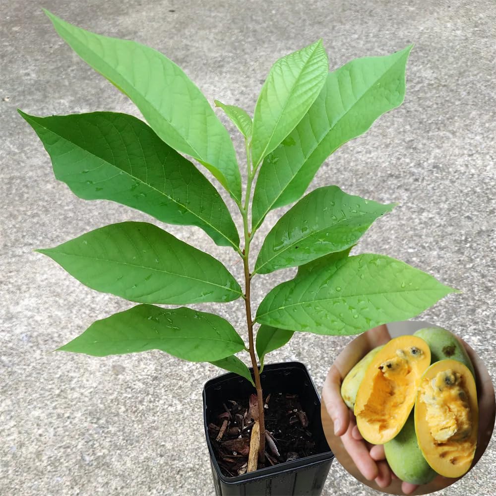 2 Common Pawpaw Trees Live Plants Size 1 Year Old, Potted 6-12" Tall Dormant Paw Paw Seedling Plants, Well Rooted, Ornamental Fruit Asimina Triloba