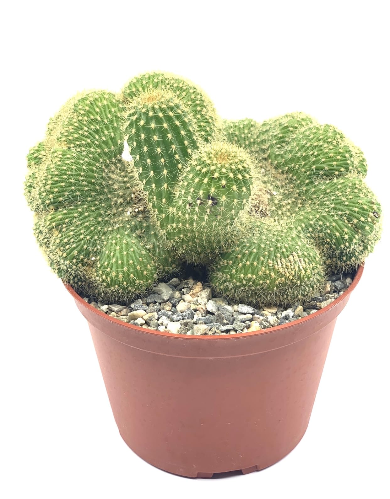 8" Rare Large Live Cactus Succulent Plant - Trichocereus Huascha Crested, Hardy/Drought Tolerant, Easy to Grow Indoor/Outdoor