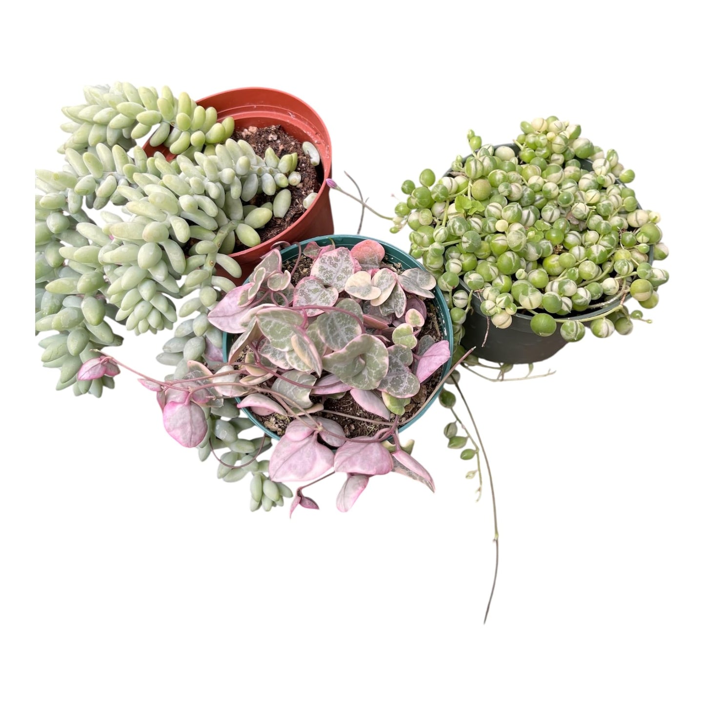 Succulent 3Pack String of Variegated Hearts, String of Variegated Pearls, Sedum Burrito All in 4in Pots All Full Live Plants Healthy and Lush