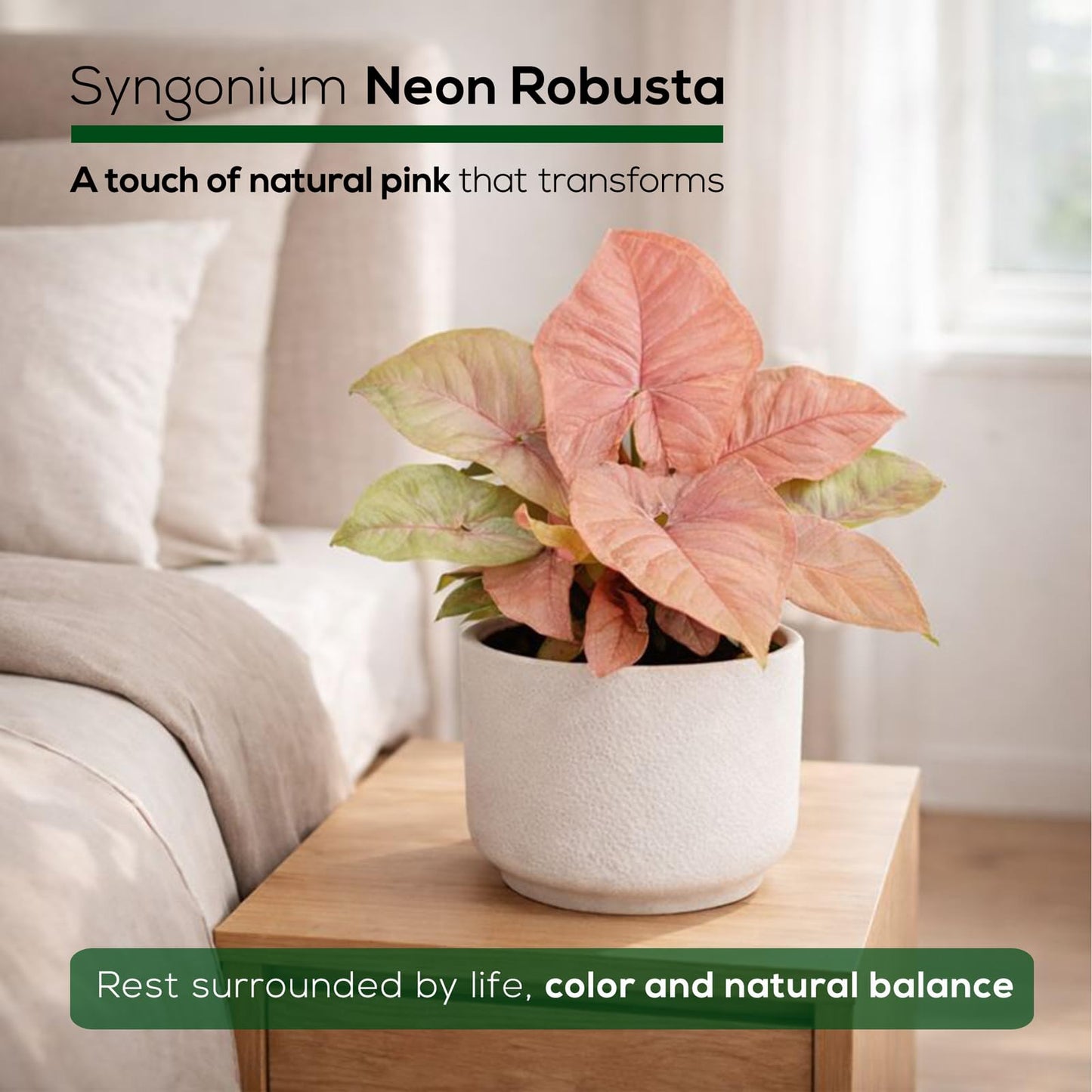 Syngonium Neon Robusta Plant (4 Pack) Live Starter Plants, Pink Arrowhead Vine Houseplants, Easy Care Indoor Tropical Plants Live, Colorful Foliage Plants