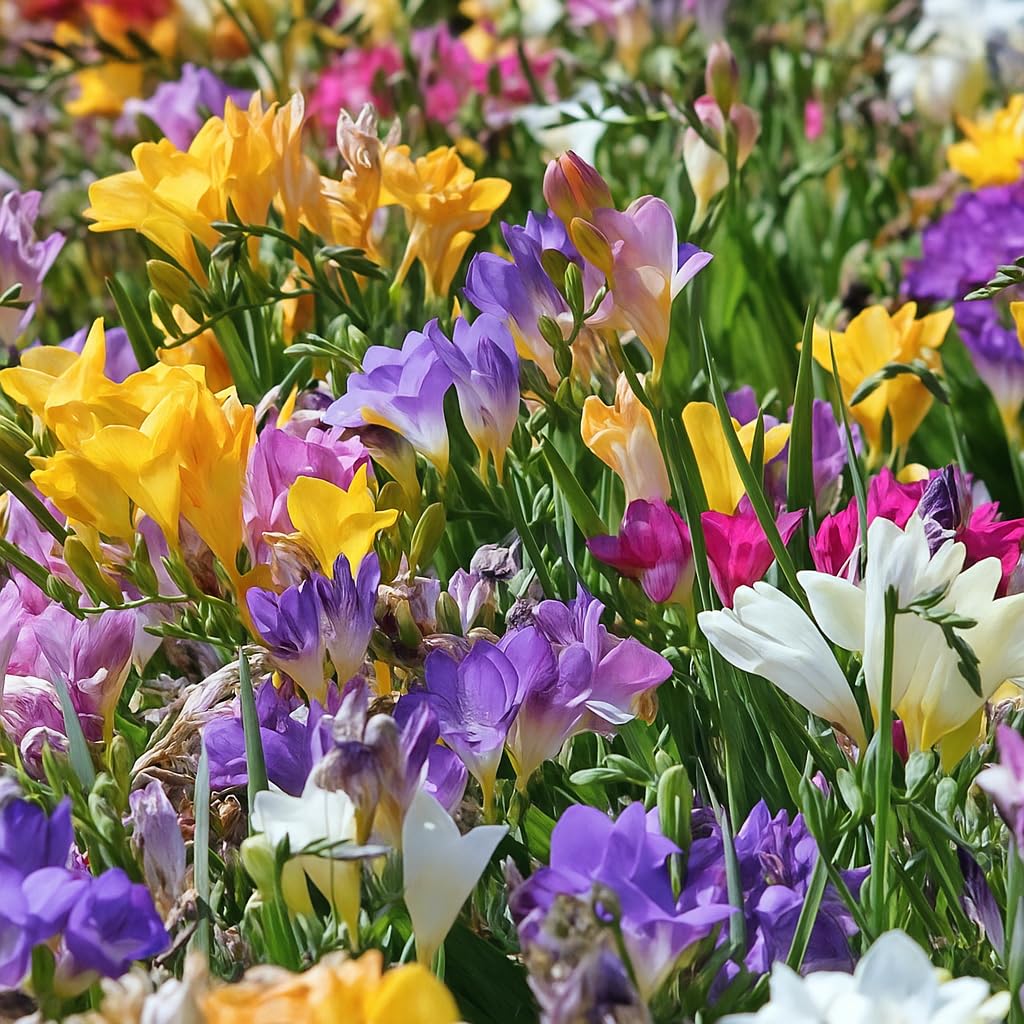 Amazing Deal - 30 Freesia Mixed Perennial Flower Bulbs - Vibrant, Variety Colorful, Fragrant Flower Perfect for Gardens - Easy to Grow - Attracts Butterflies, Bees & Hummingbirds