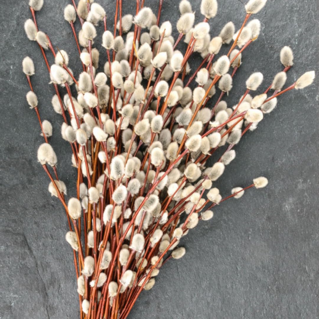 2 Dormant French Pussy Willow Trees Live Plants 6-12", Bare Root, Fast-Growing Cold Hardy, Dormant in Winter, 1 Year Old Willow