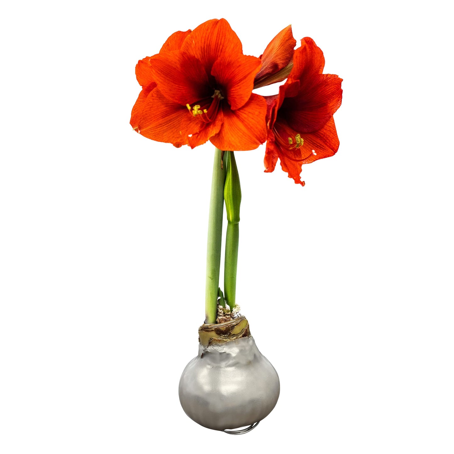 Waxed Amaryllis Bulb – Silver Wax with Red Blooms – Live Holiday Gift Plant, Easy Care, No Watering Needed