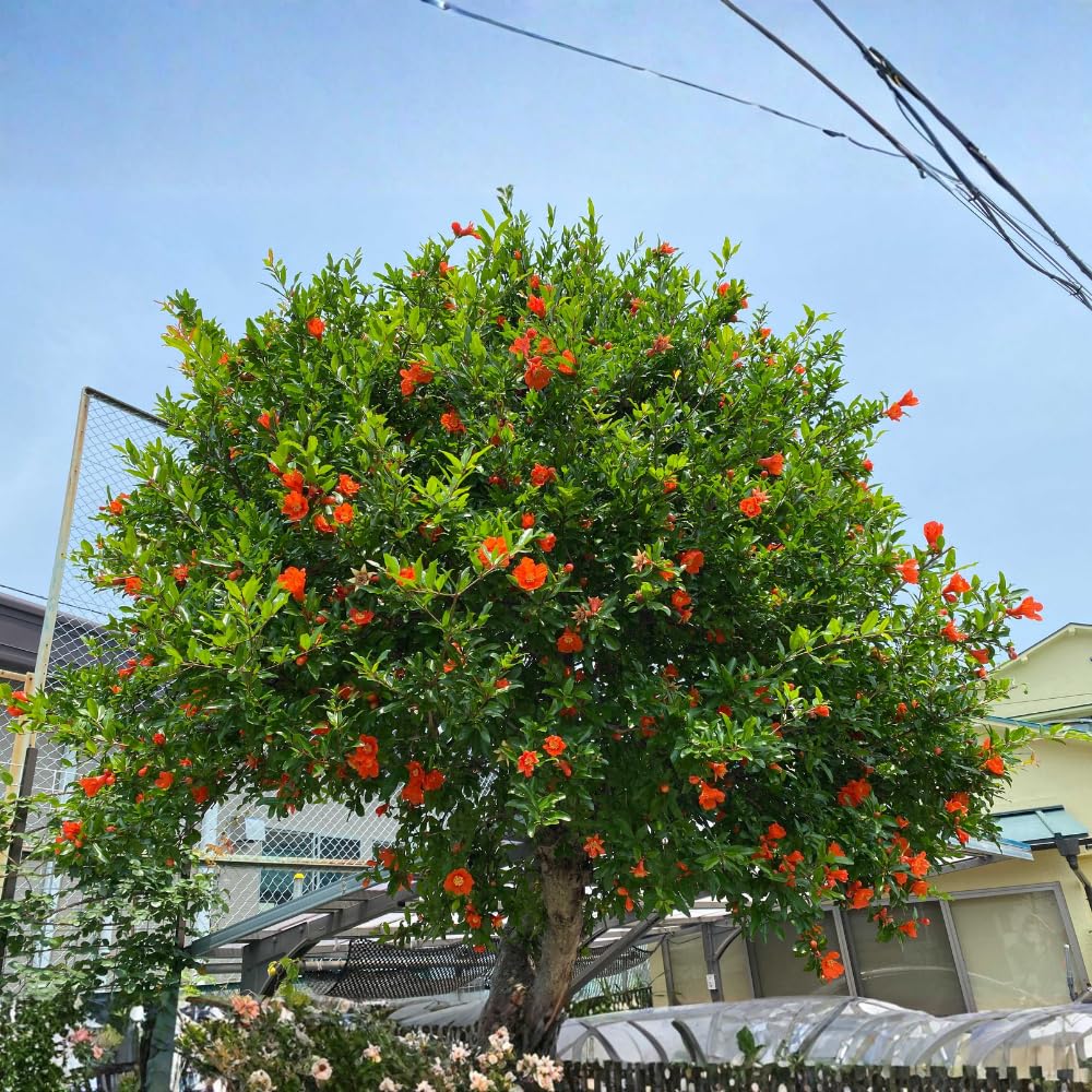 Pomegranate Plant Live, Sweet Pomegranate Tree Live Plant, Cold Hardy, 1 Feet Tall, Edible Fruit for Outdoor Garden, 1 Gallon Pot, No Ship to CA