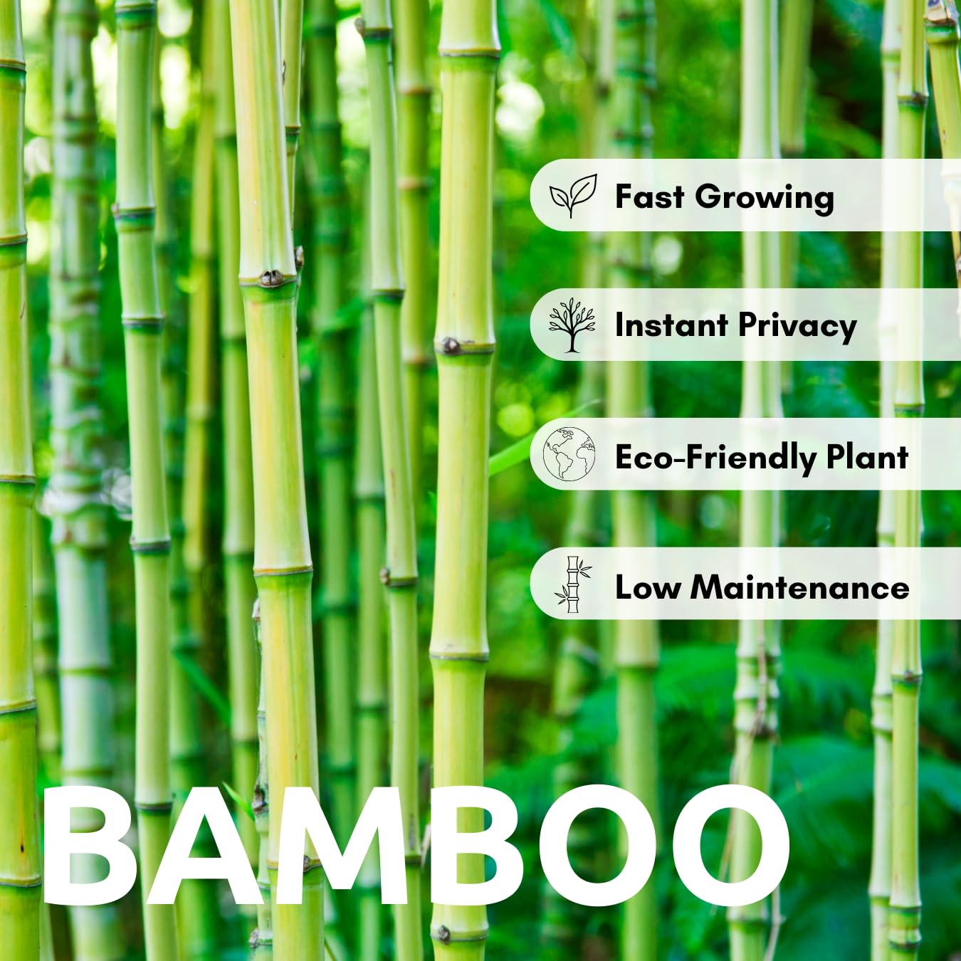 420 Giant Bamboo Seeds for Planting - Fast Growing Bamboo Ideal Privacy Screen, Windbreak, Garden Accent or Landscaping – Easy Planting - Striking Dark Stems