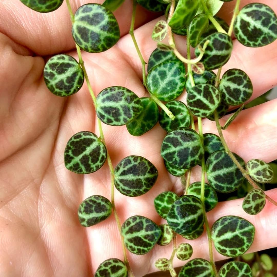 String of Turtles Live Plants, Easy Indoor Trailing Succulent in 2.5" Pot, Hanging Succulent Houseplant Indoor Outdoor Planting