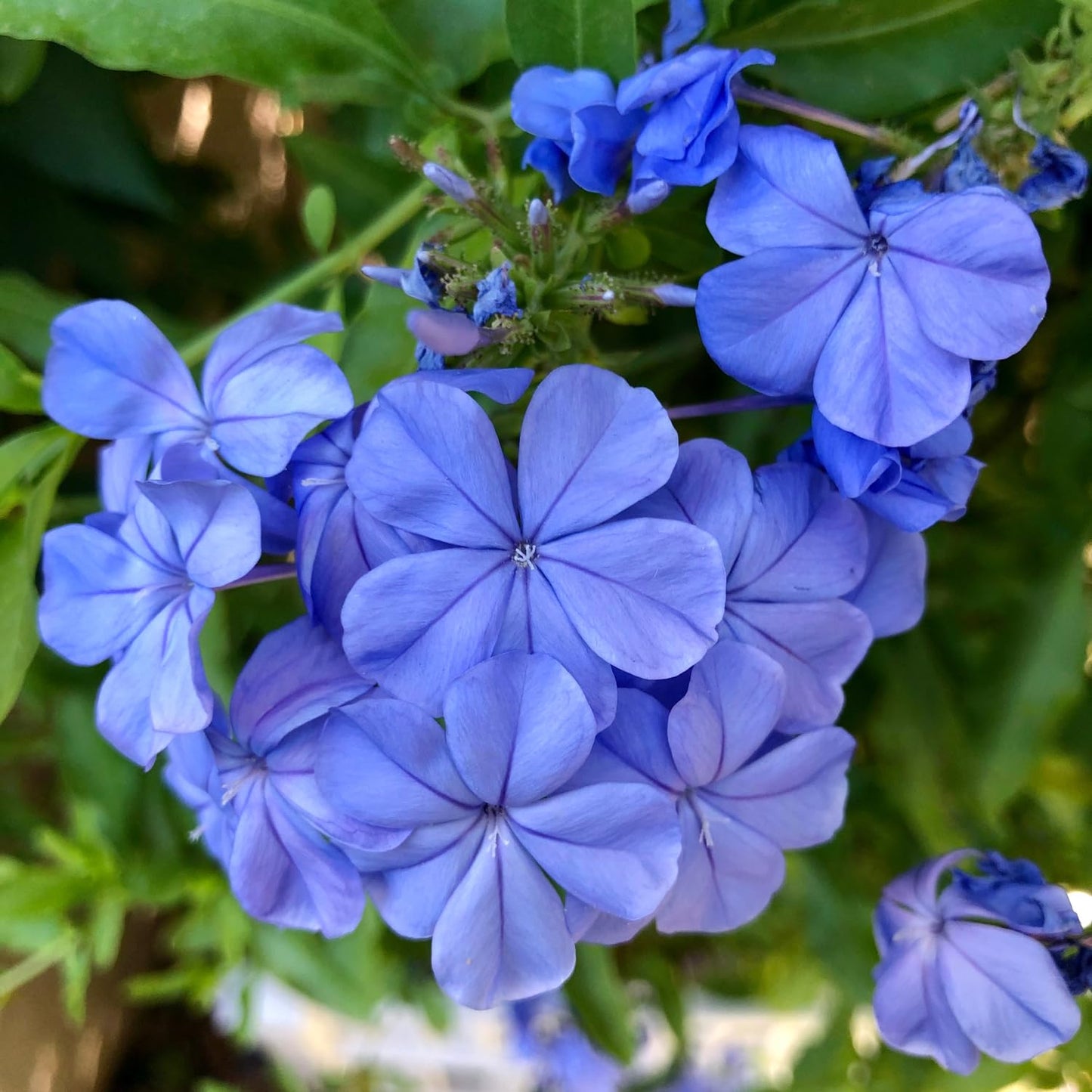 2 Blue Plumbago Live Plants, 4-8'' Tall Blue Plumbago Plant Vine Shrub for Planting, Vibrant Flowering Starter Plant for Garden or Containers, Well Rooted to Grow